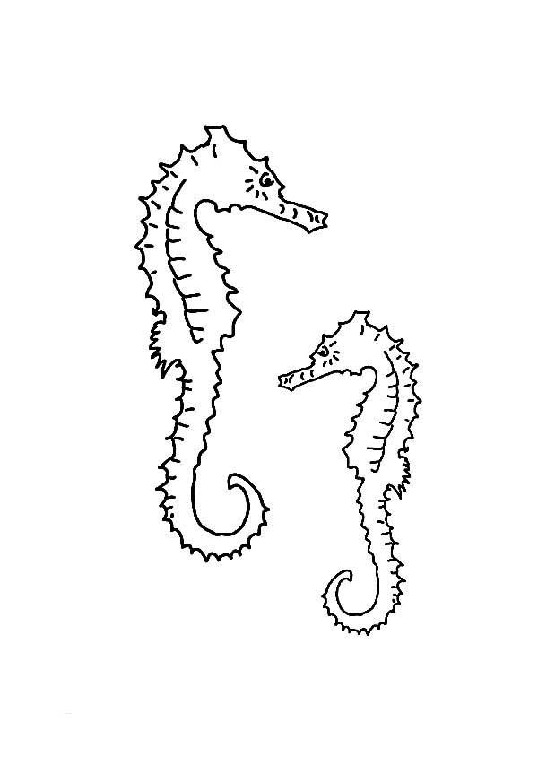 figuras para colorir animais do fundo do mar