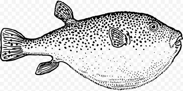 figuras para salvar peixes para impressão