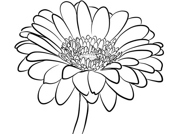 desenhos de plantas