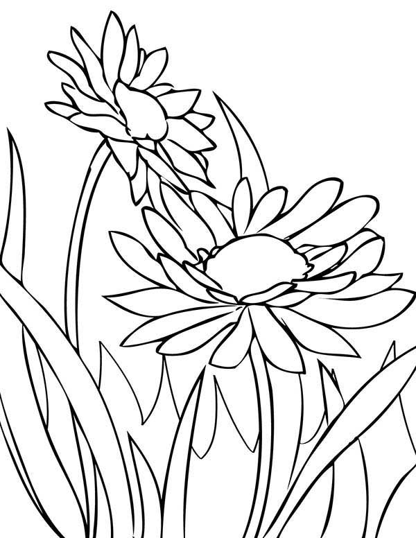 desenhos de Margaridas para colorir