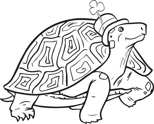 jabuti