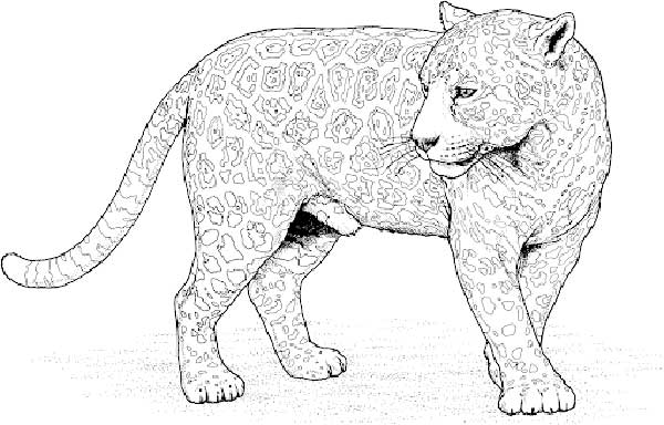 onca grande para pintar Jaguar para pintar.