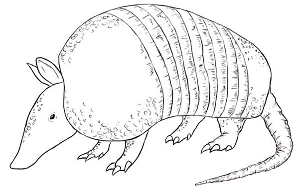 47+ Desenhos de Tatu para Imprimir e Colorir/Pintar