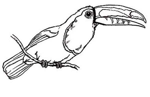 25+ Desenhos de Animais que Voam (Moldes para Imprimir e Pintar)