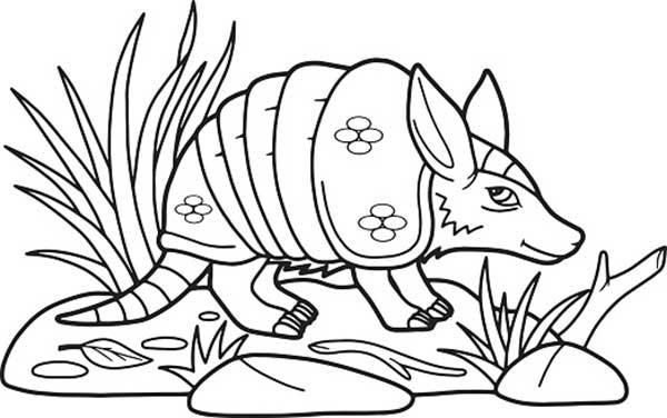 páginas para colorir grátis