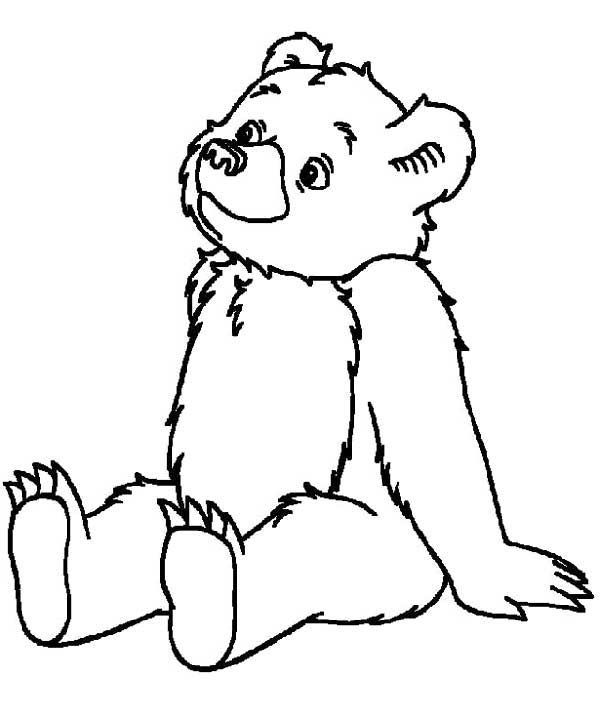 urso adulto
