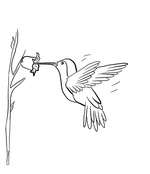 85+ Desenhos de Beija Flor para Imprimir e Colorir