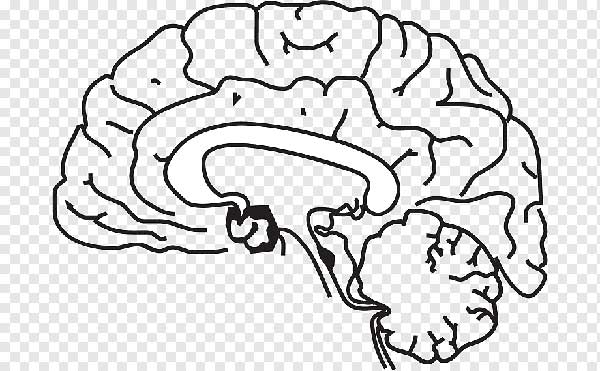 cerebro cérebro para pintar