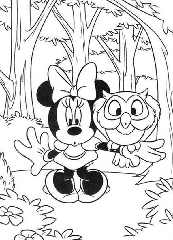 safari