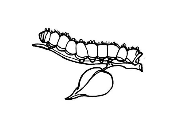 lagartas para colorir