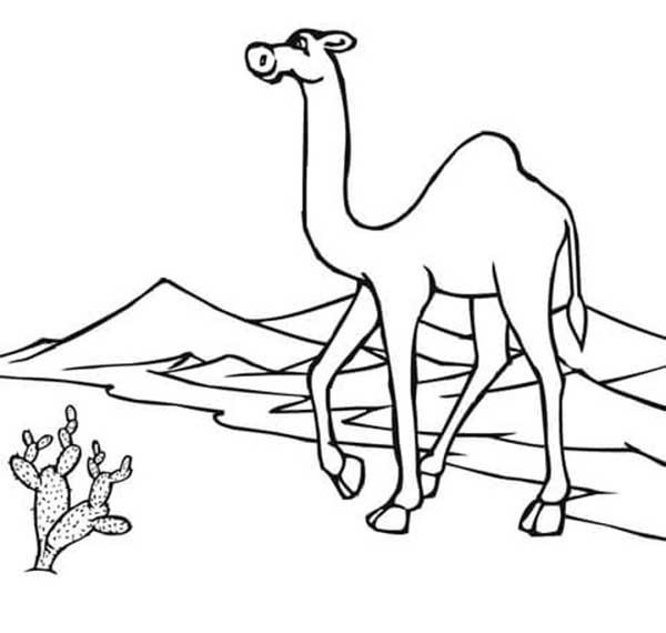 desenho de camelo desenho de camelo