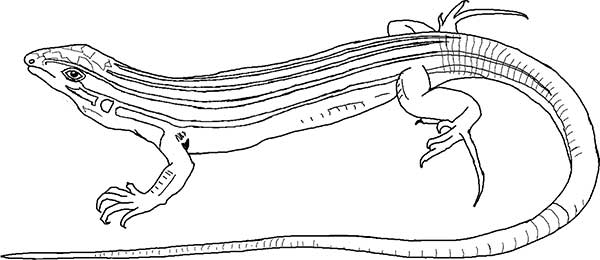 desenho de iguana