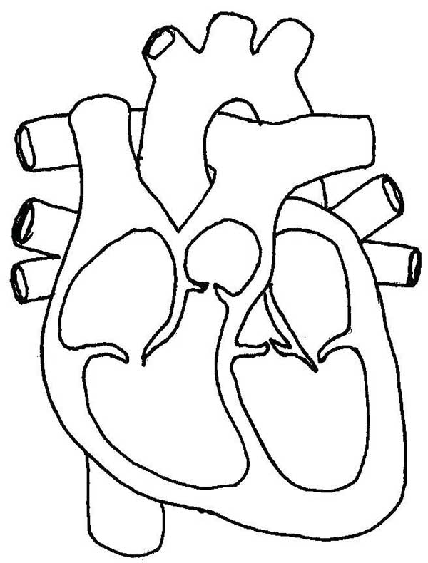 desenho do corpo humano desenhos de ciência para colorir