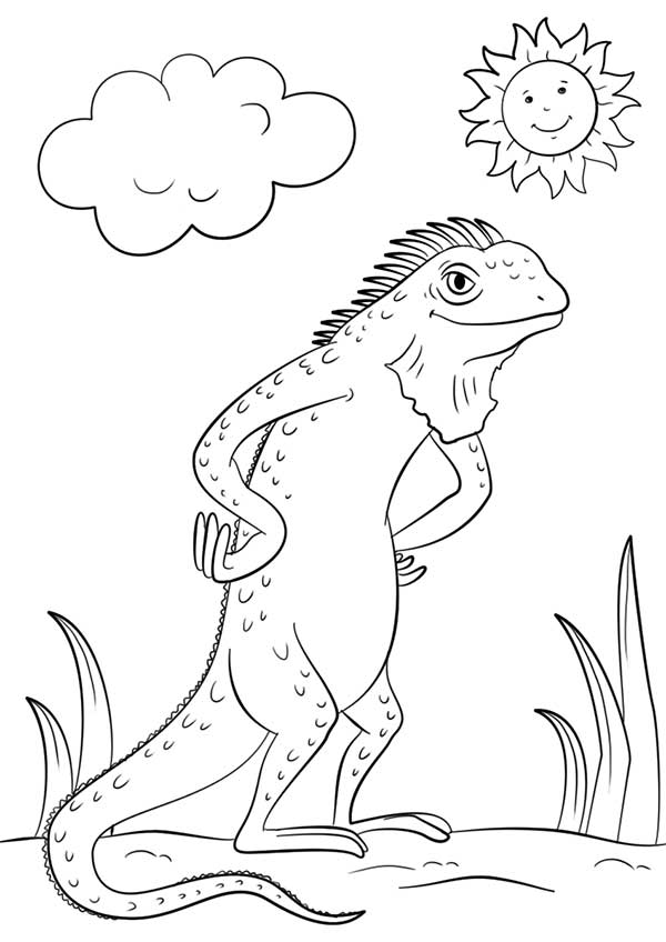 desenhos de iguana