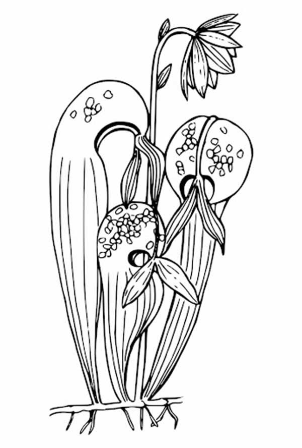 desenhos de plantas para colorir para salvar