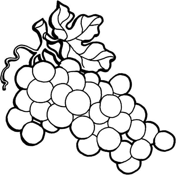 desenhos de uvas para pintar na videira