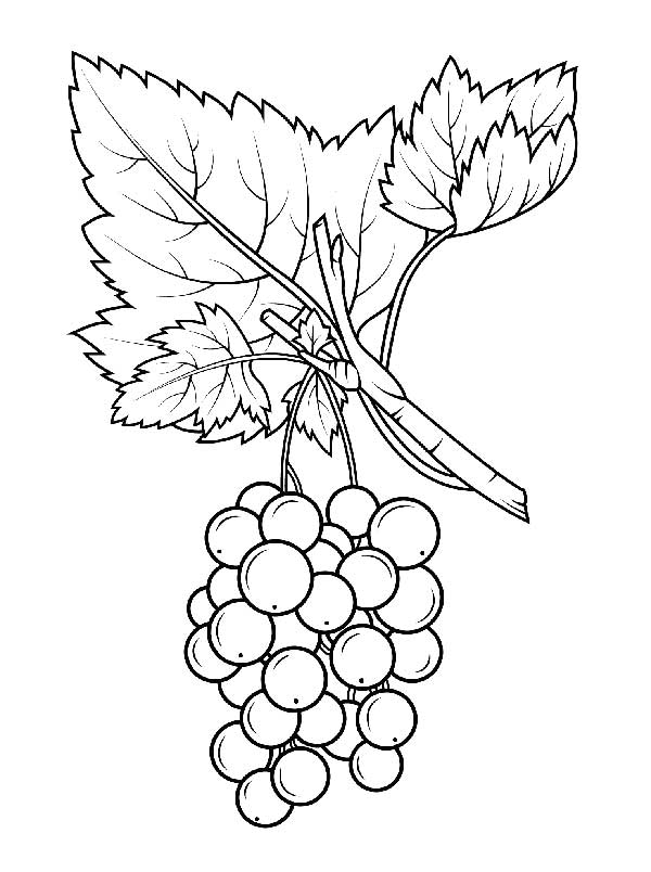 desenhos de videiras fruta tirada da videira