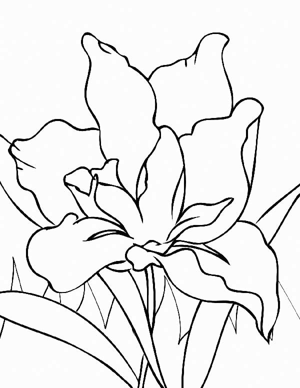 flor grande para imprimir