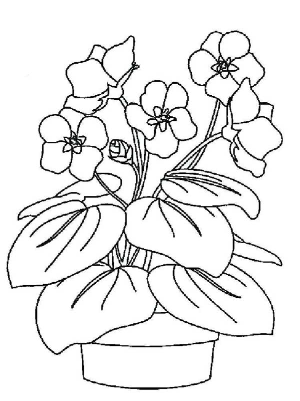flores para pintar desenhos de plantas para impressão