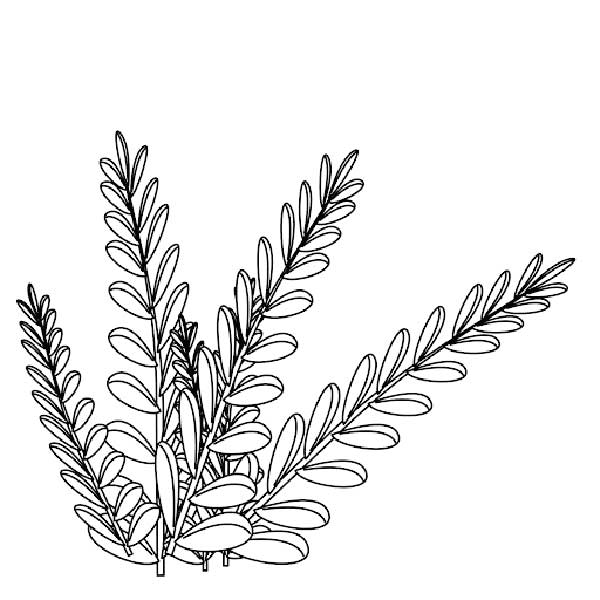 folhas desenhos de plantas