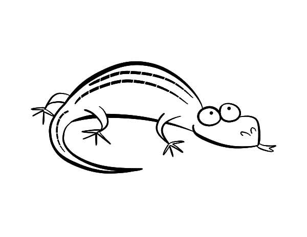iguana