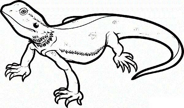lagarto para pintar