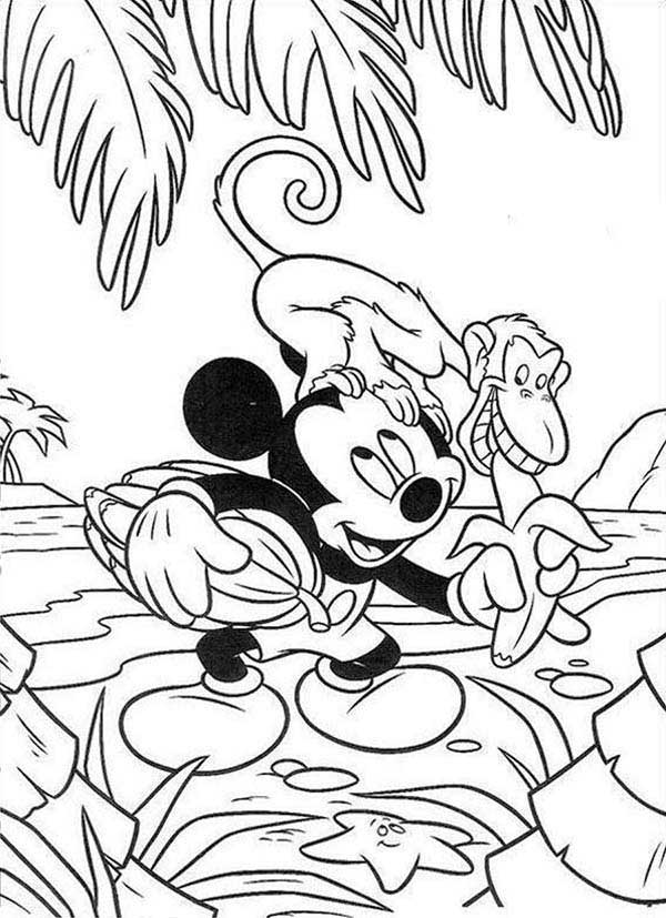 macaco