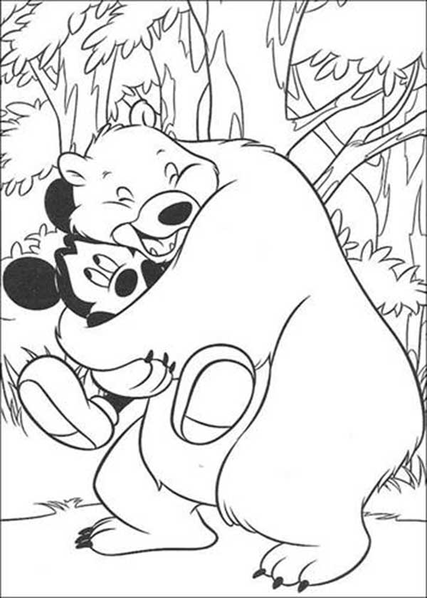 desenho de urso