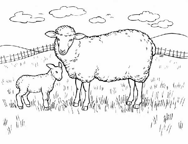no campo no campo