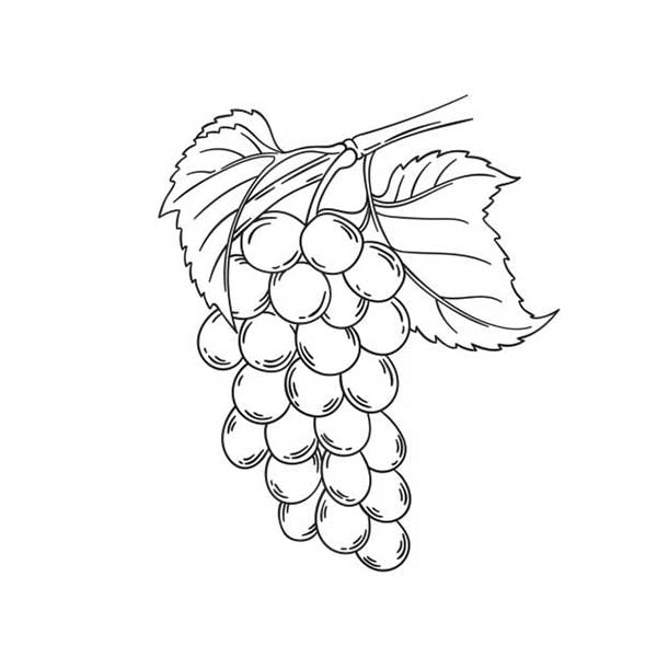 no galho cacho de uvas