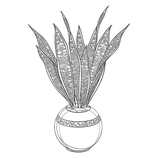 para adultos 1 vaso de planta