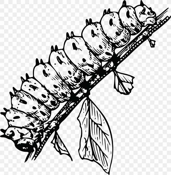 venenosa