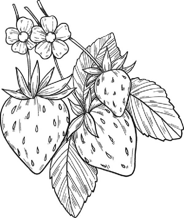 plantacao de morango com frutas