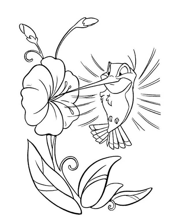 polinizando a flor 1
