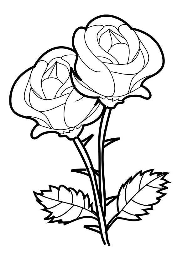 rosas cortadas rosas cortadas