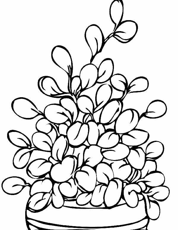suculenta flores
