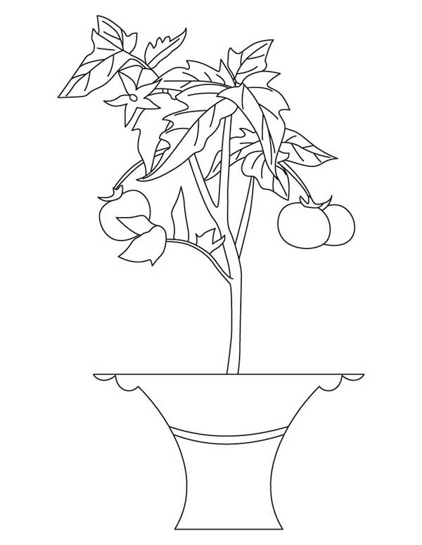 tomate em vasos tomateiro