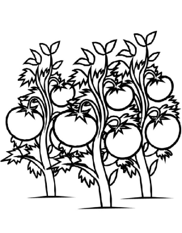 tomateiro plantação de tomates