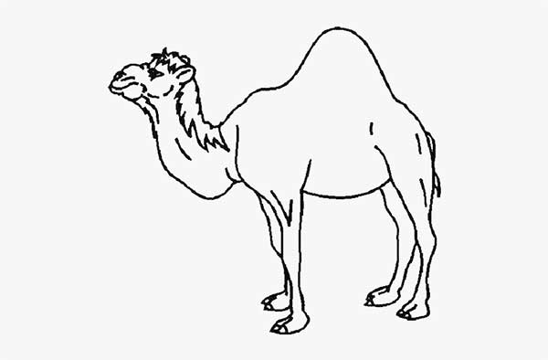 atividades sobre camelos atividades sobre camelos