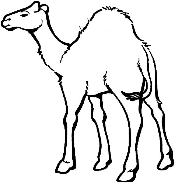 camelos camelos