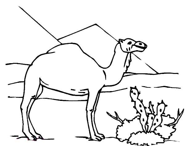 com cacto