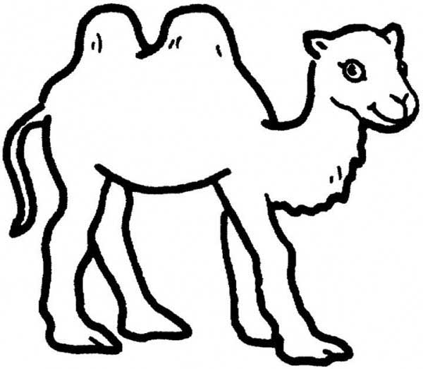 desenhos de camelos para colorir desenhos de camelos para colorir