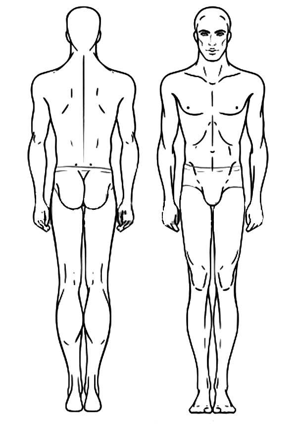 estudo do corpo humano