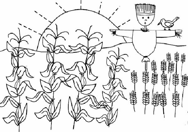 plantacao de milho