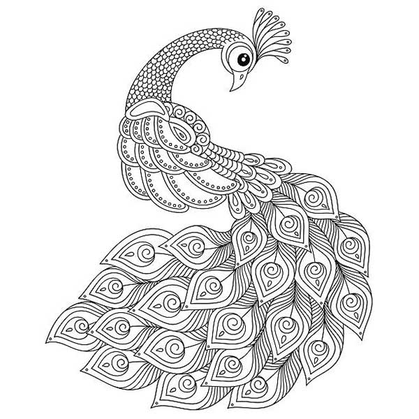 pavão para pintar