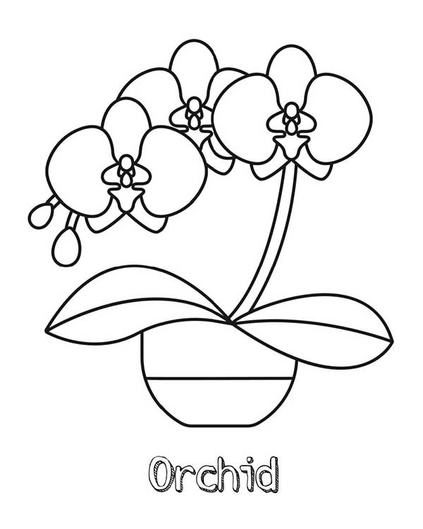 flores para pintar