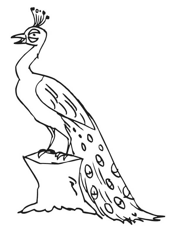 pavão para colorir