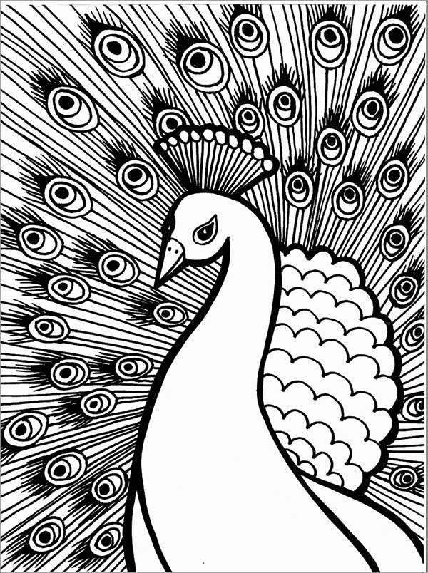 aves que não voam
