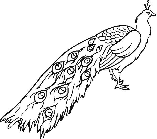 desenhos de ritual de acasalamento