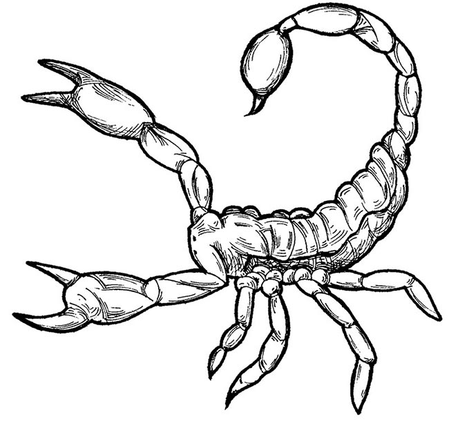 55+ Desenhos de Escorpião para Imprimir e Colorir/Pintar